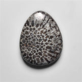 Fossil Coral