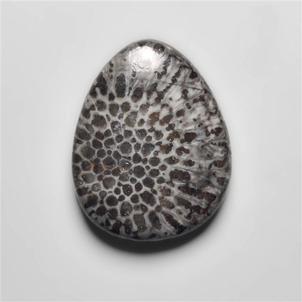 Fossil Coral