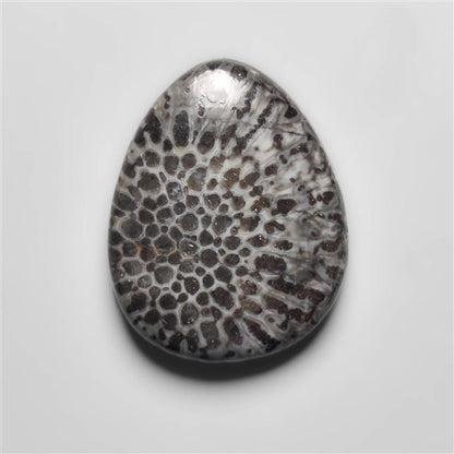 Fossil Coral
