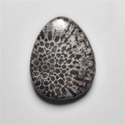 Fossil Coral