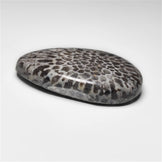 Fossil Coral