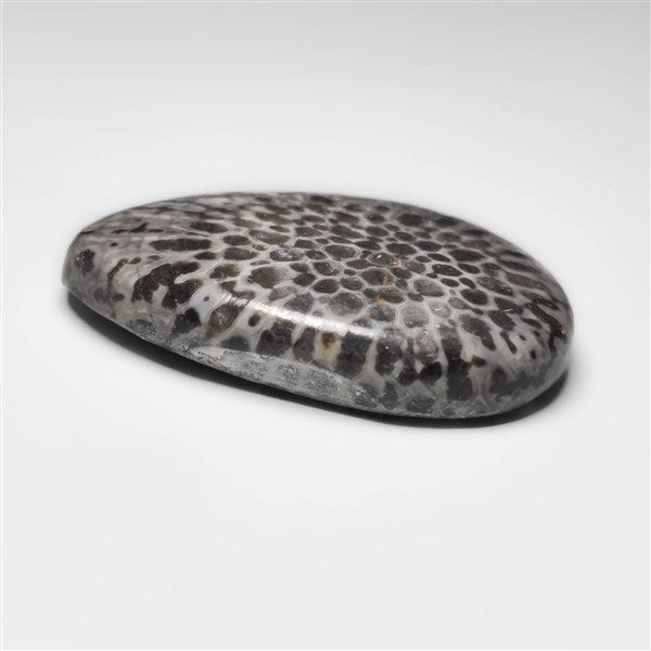 Fossil Coral