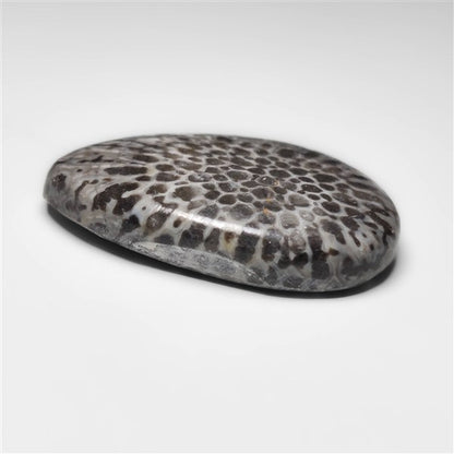 Fossil Coral