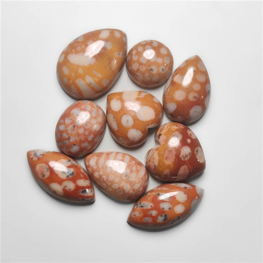 Fawn Jasper