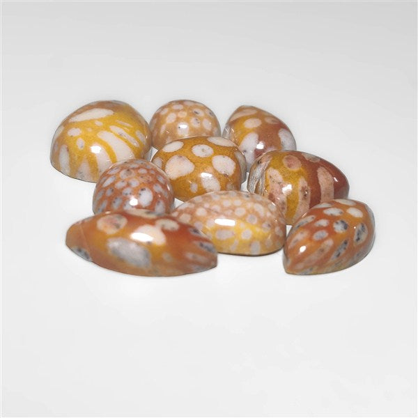 Fawn Jasper