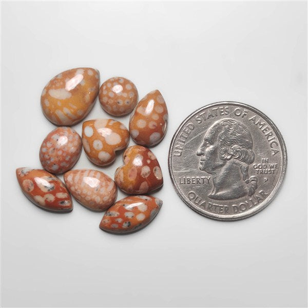 Fawn Jasper