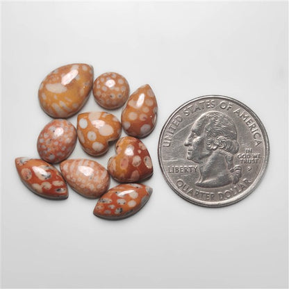 Fawn Jasper