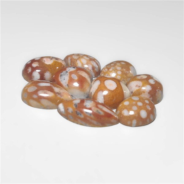 Fawn Jasper