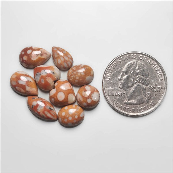 Fawn Jasper