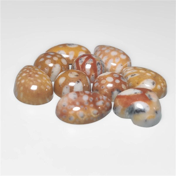 Fawn Jasper