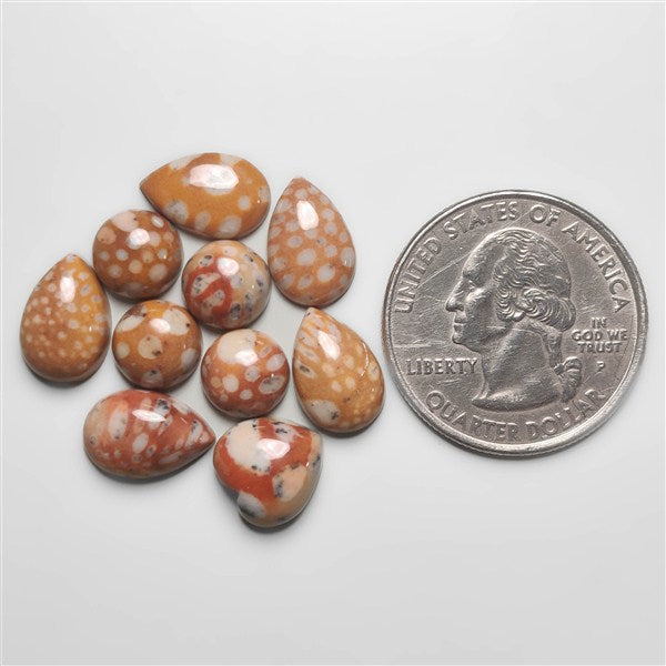 Fawn Jasper