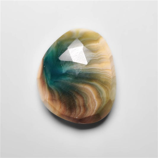 Shiva Eye Shell