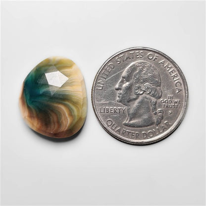 Shiva Eye Shell