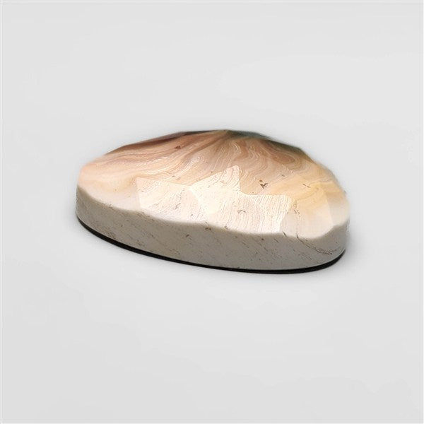 Shiva Eye Shell