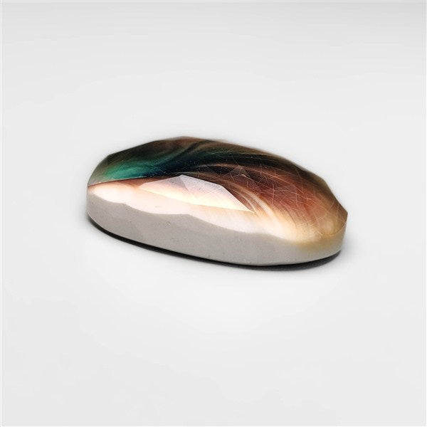 Shiva Eye Shell