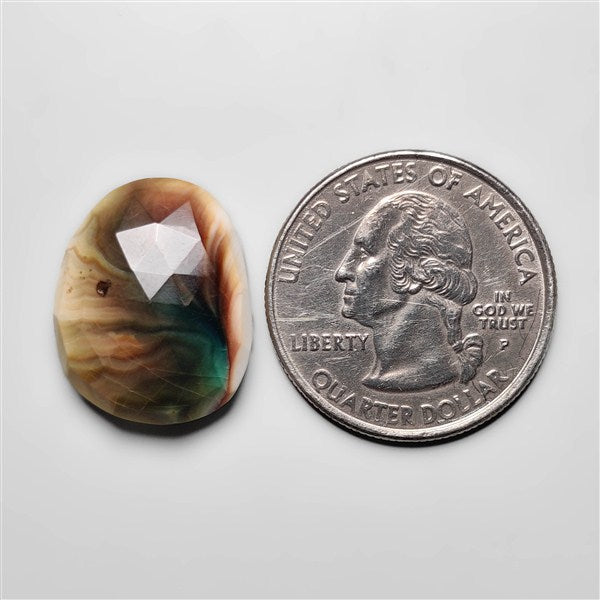 Shiva Eye Shell