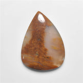 Petrified Wood