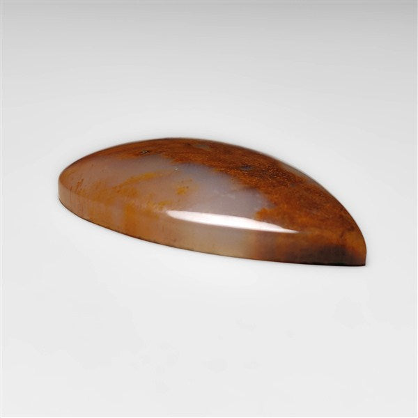 Petrified Wood