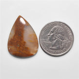 Petrified Wood