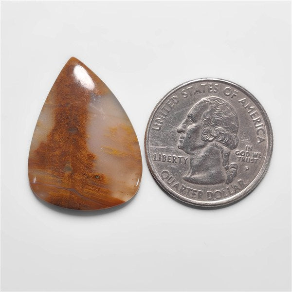 Petrified Wood
