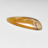 Ammonite