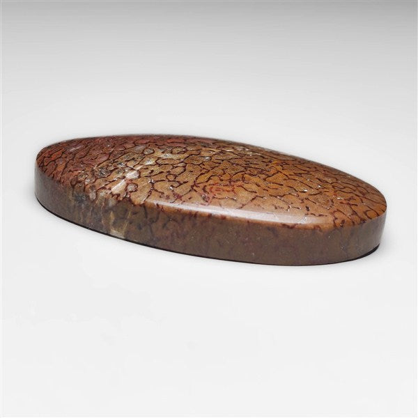 Dinosaur Bone Fossil