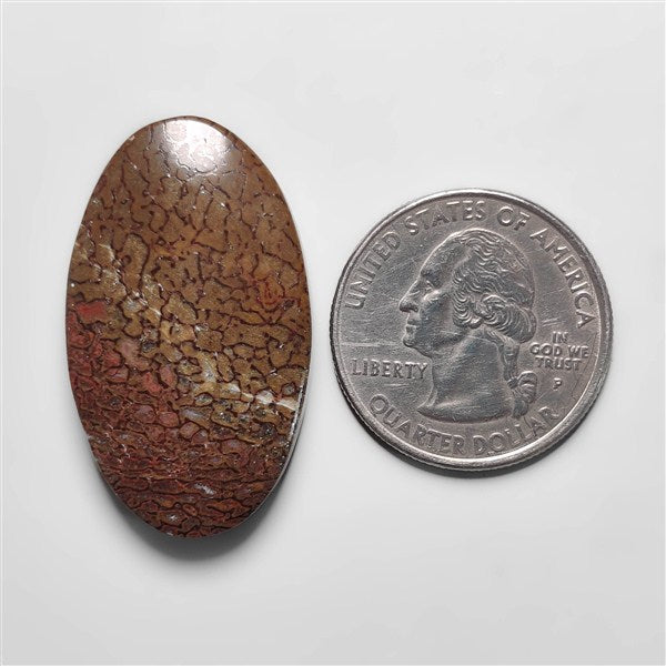 Dinosaur Bone Fossil