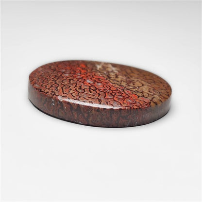 Dinosaur Bone Fossil