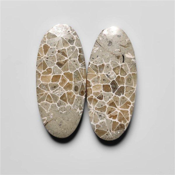 Fossil Coral