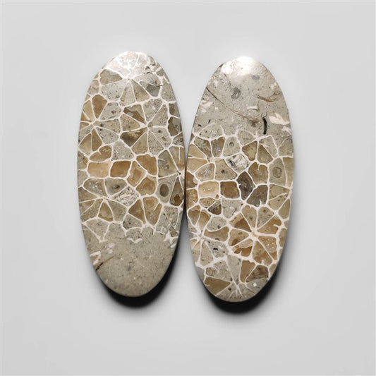 Fossil Coral
