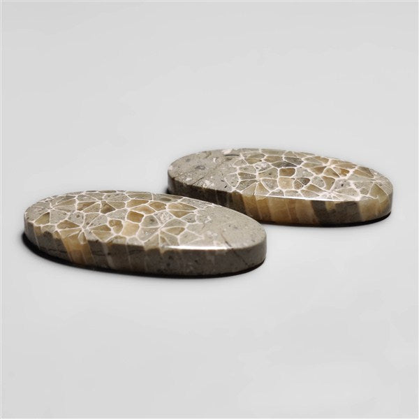 Fossil Coral