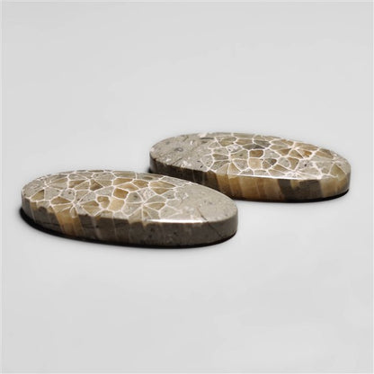 Fossil Coral