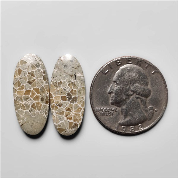 Fossil Coral
