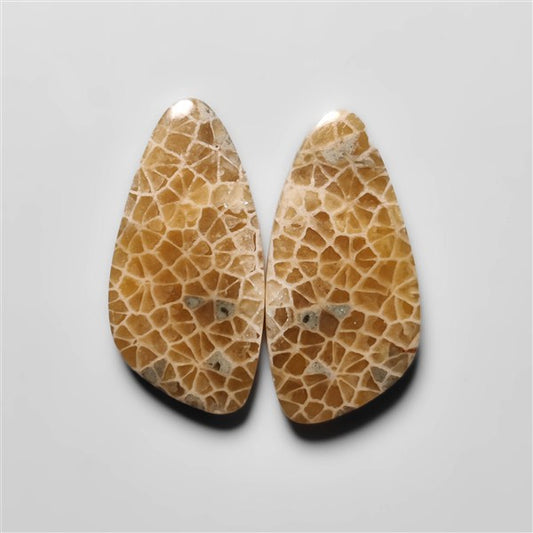 Fossil Coral
