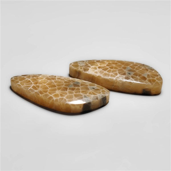 Fossil Coral