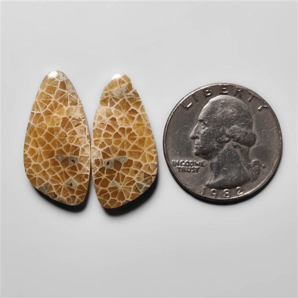 Fossil Coral