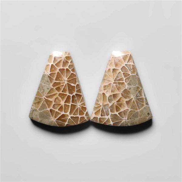 Fossil Coral
