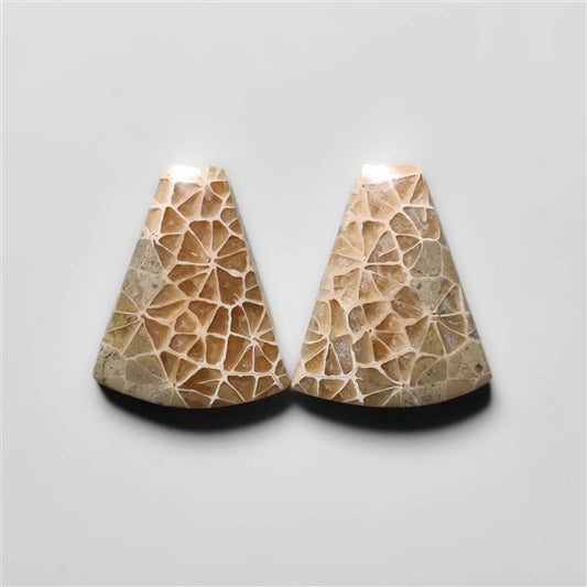 Fossil Coral