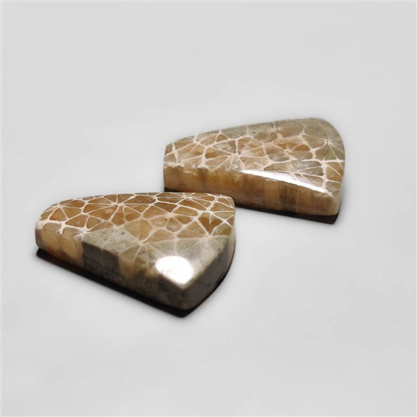 Fossil Coral