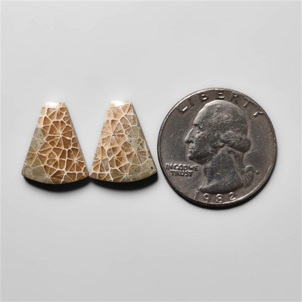 Fossil Coral
