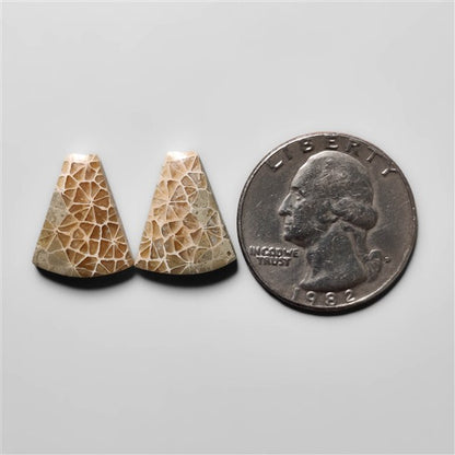 Fossil Coral