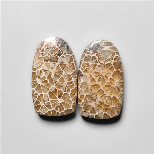 Fossil Coral