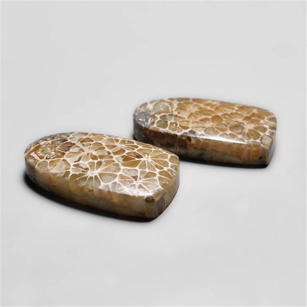 Fossil Coral