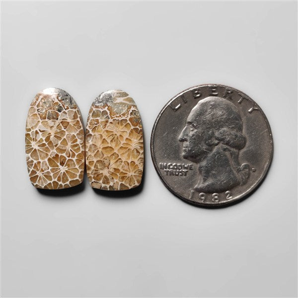Fossil Coral