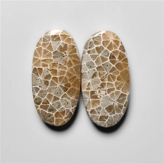 Fossil Coral