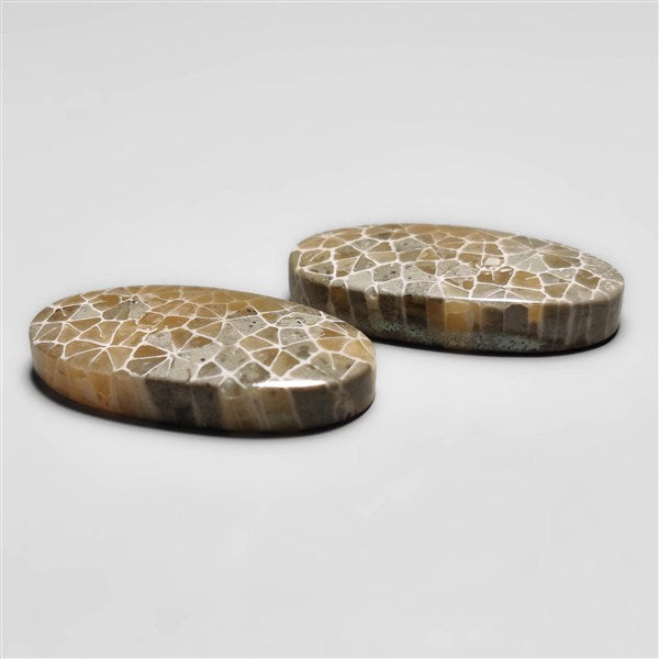 Fossil Coral