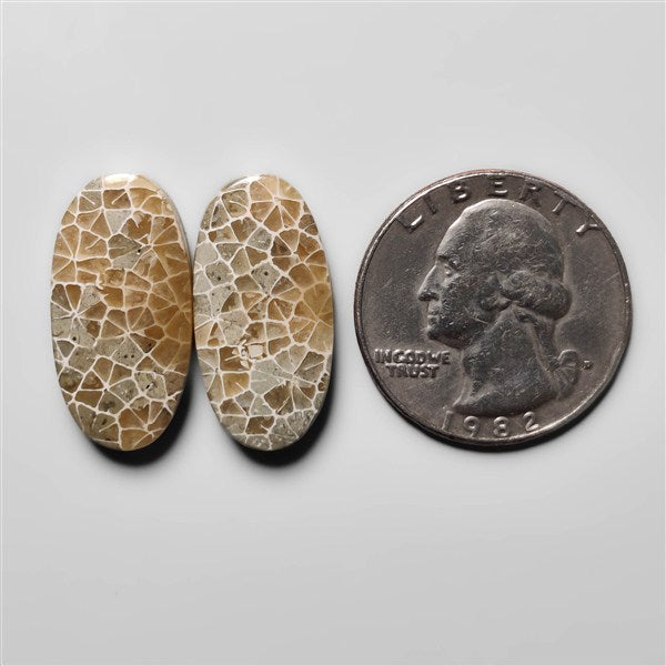 Fossil Coral
