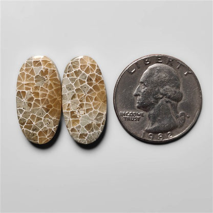 Fossil Coral