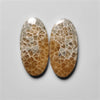 Fossil Coral
