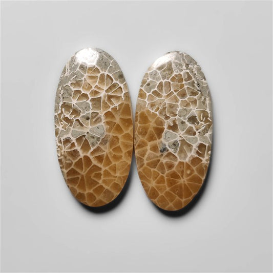Fossil Coral